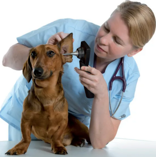 OTOSCOPE VIDEO NUMERIQUE VETERINAIRE